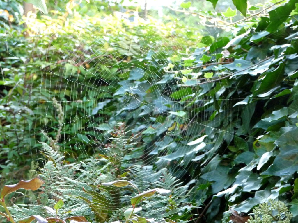 SEPTEMBER SPIDERWEB