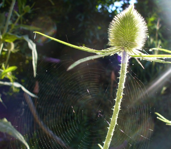 SPIDERWEB on teasel two 985