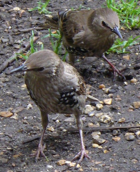 STARLINGS closeup