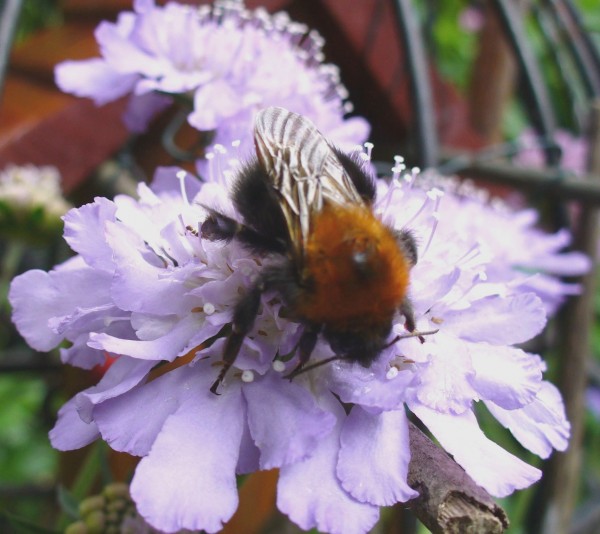 Scabious with Bumblebee