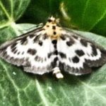 Small Magpie Moth on Ivy leaf 14 July 2015