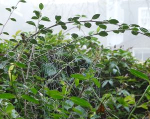 Spiderweb on foggy morning