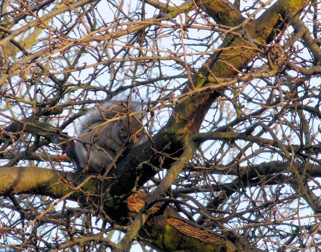 Squirrel in twiggery, Damson, gdn winter 2012-13 P1030007