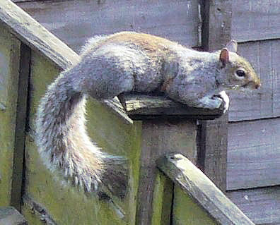 Squirrel on Fencepost in sunshine
