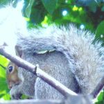 Squirrel - on high table