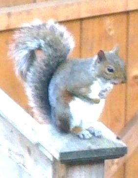 Squirrel - on postcap