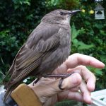 Starling fledgie on hand 2
