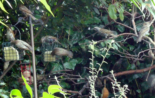 Starling youngsters on suet feeders, late 2012