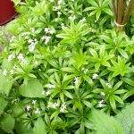 Sweet Woodruff flowers with bee early June 2013