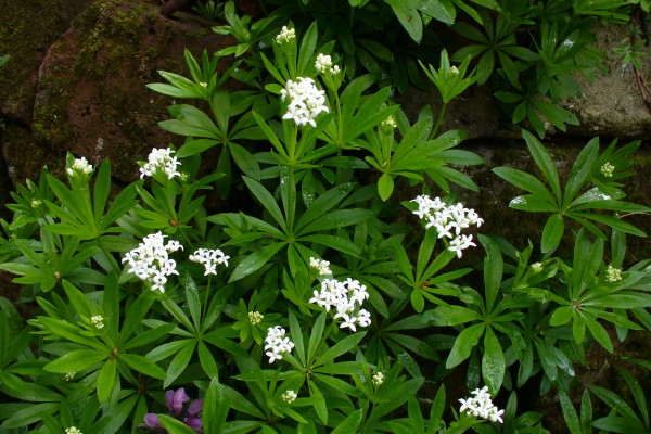 Sweet Woodruff flwrs 2