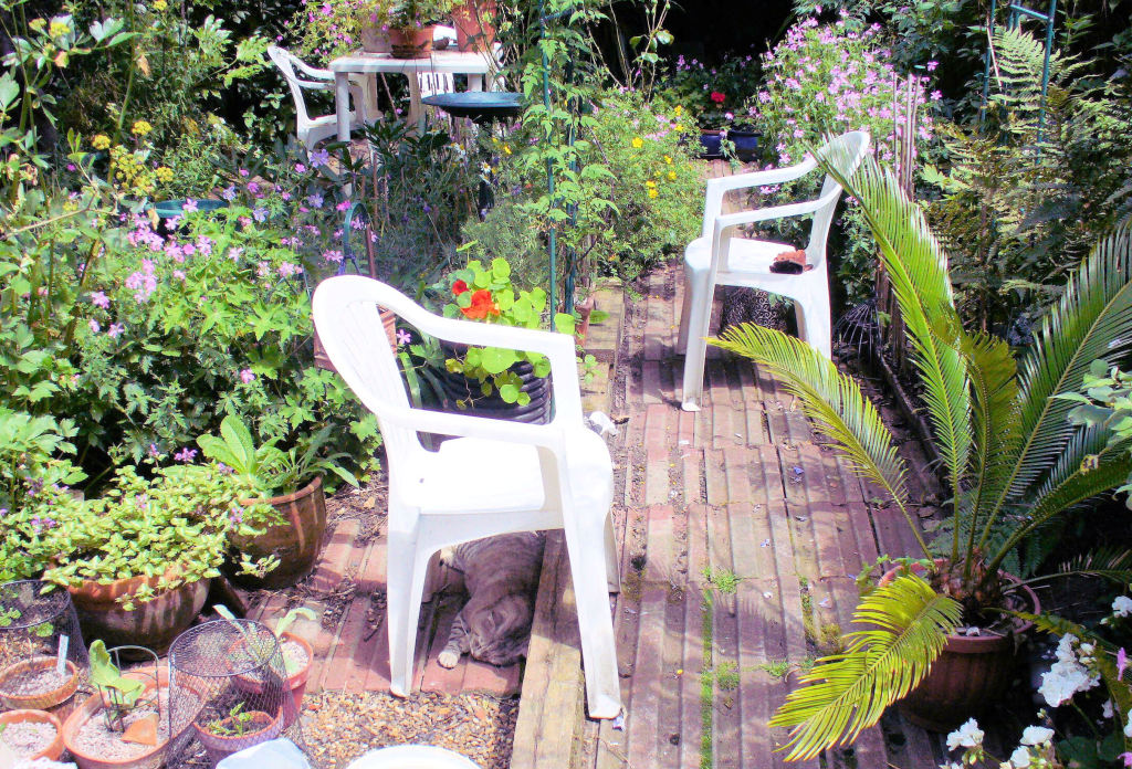 TIGG under chair original, tile path, cycad, plants in pots, lamium, wargrave pink