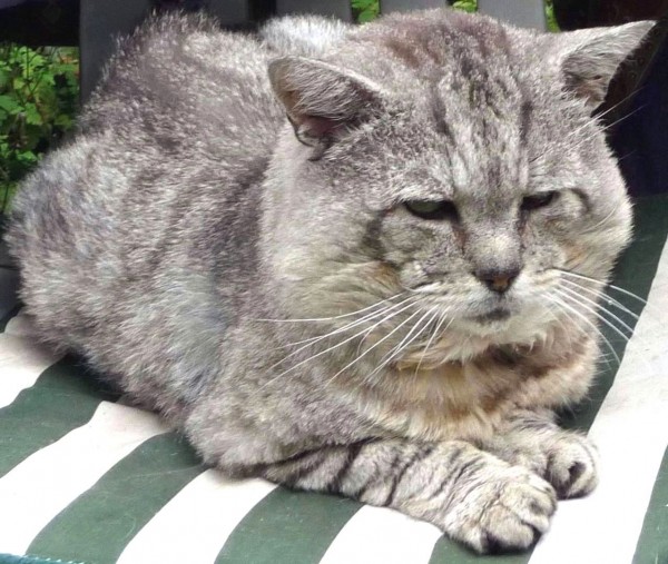 TIGG, solemn on striped cushion