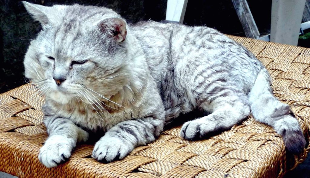 TIGG, on garden duty, 15 Jun 2009