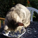 Tigg eating out of bowl