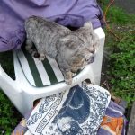 Tigg, gdn chair, best cat pillow thumbnail