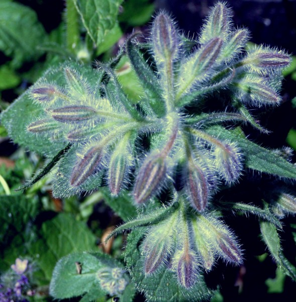 WBorage buds