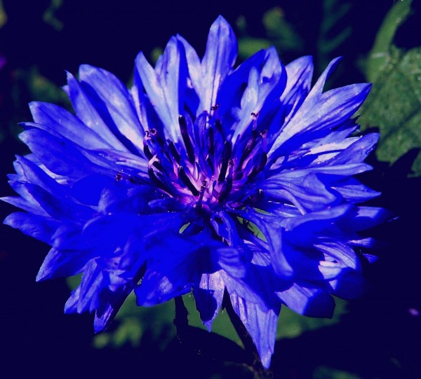 WCornflower