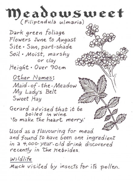 WEBSITE -Meadowsweet crop