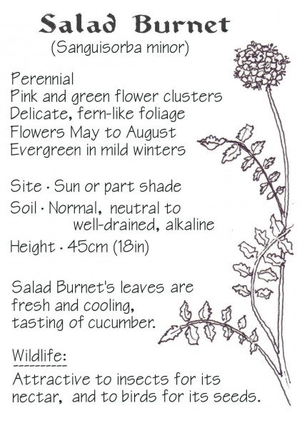 WEBSITE - Salad Burnet crop