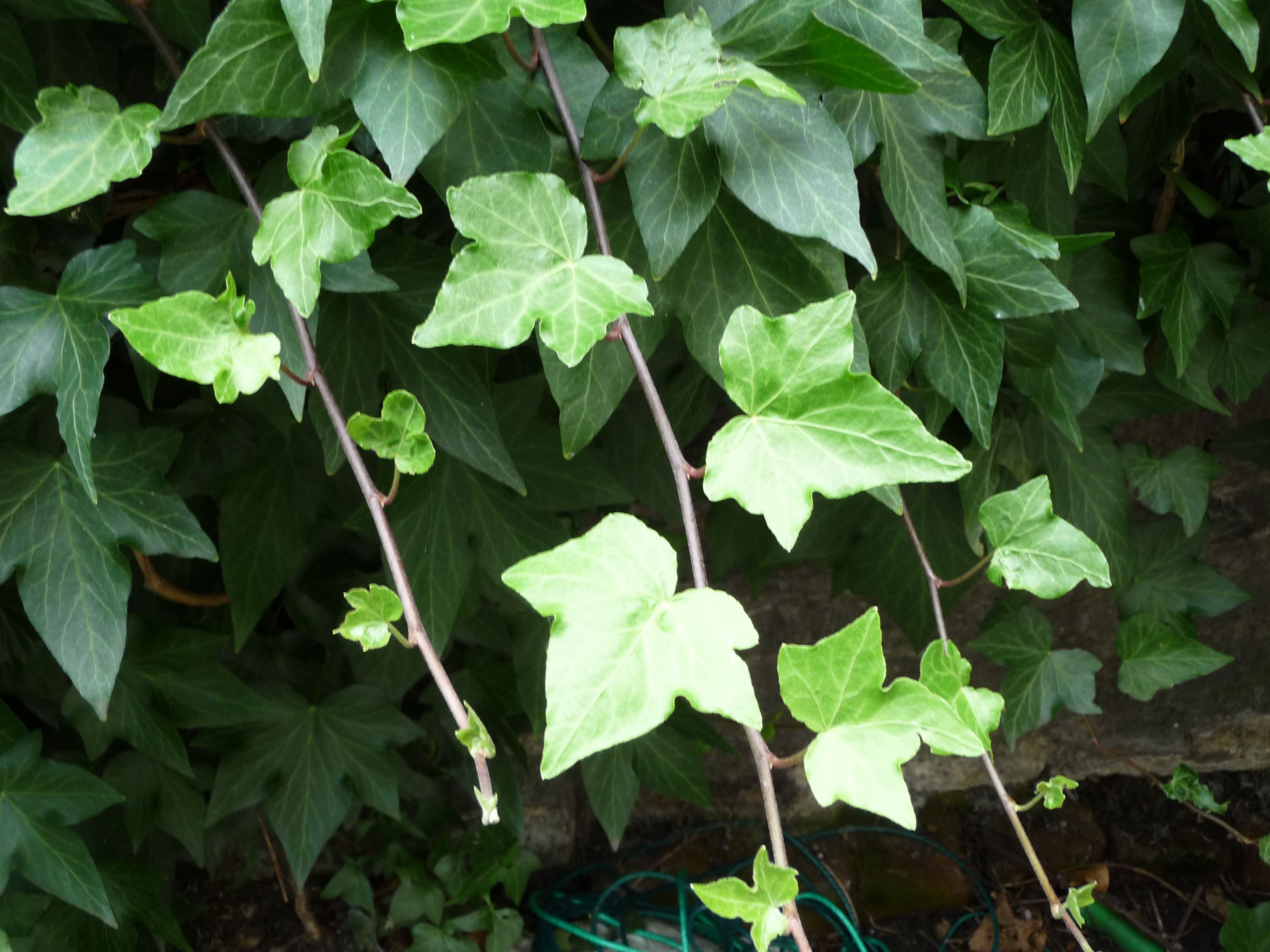 ENGLISH IVY (Hedera helix) - Highbury Wildlife GardenHighbury Wildlife