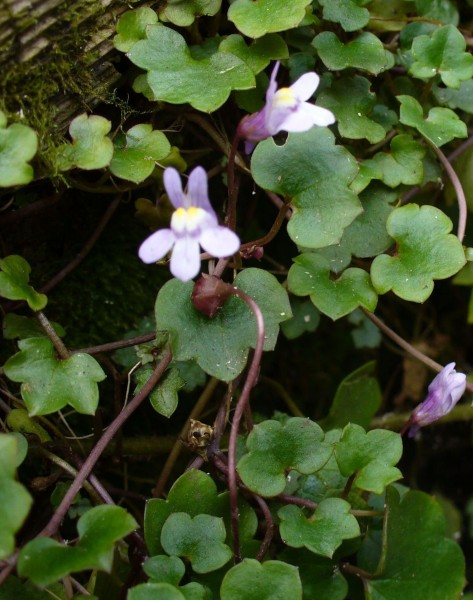 WIvy-Leaved Toadflax1 with flowers