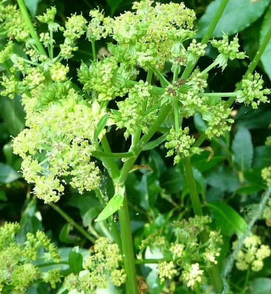 WLovage by Fatsia Japonica