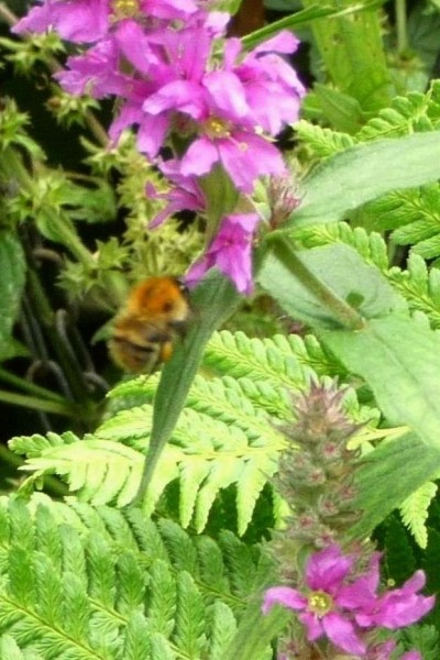 WPL1 - Purple Loosestrife with Bumblebee, Hedge Woundwort seed stalks