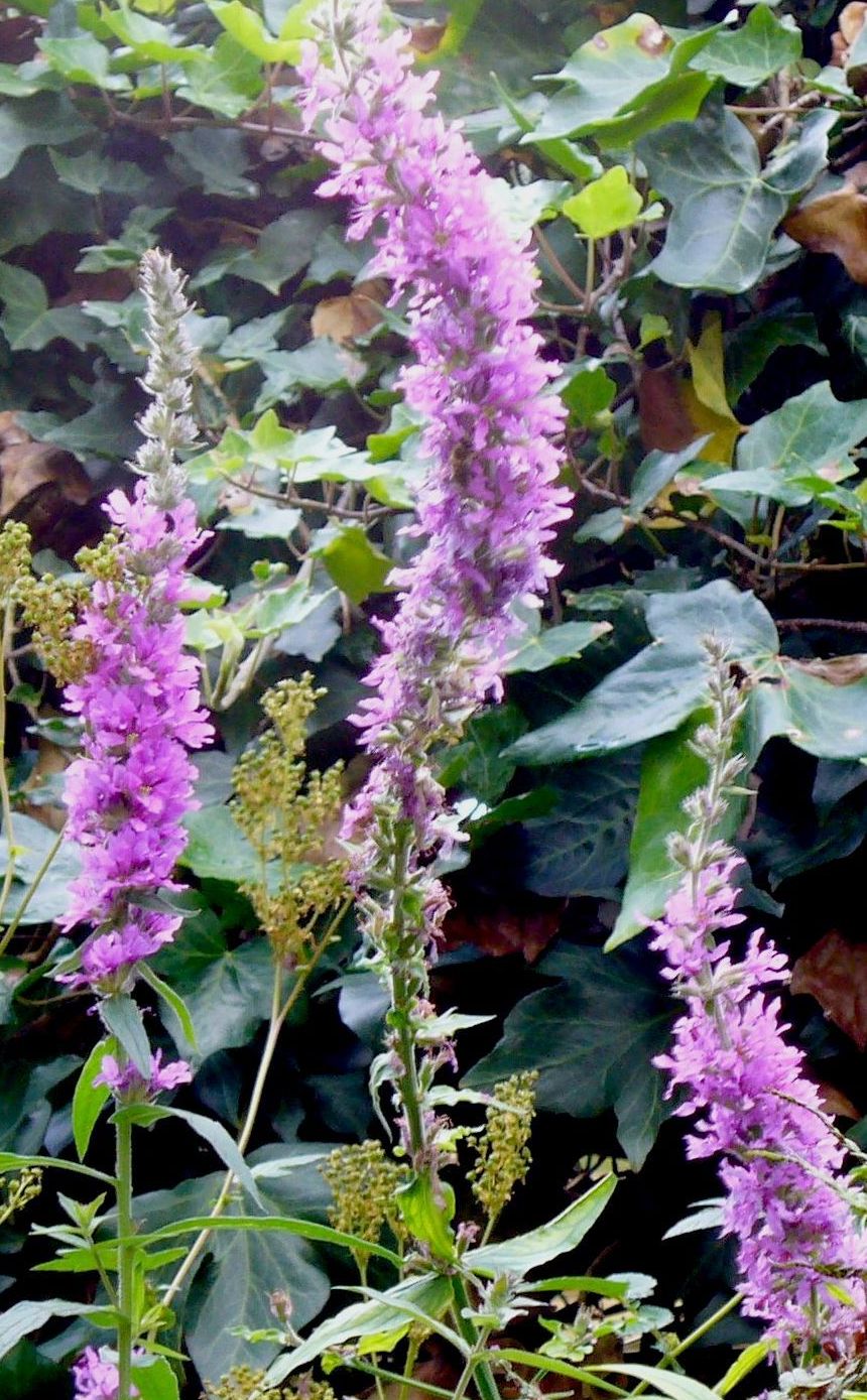 WPL3 Purple Loosestrife, 3 spires in fern bed with spent Meadowsweet