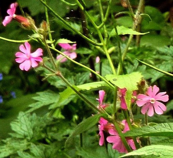 WRC1 Red Campion cropped