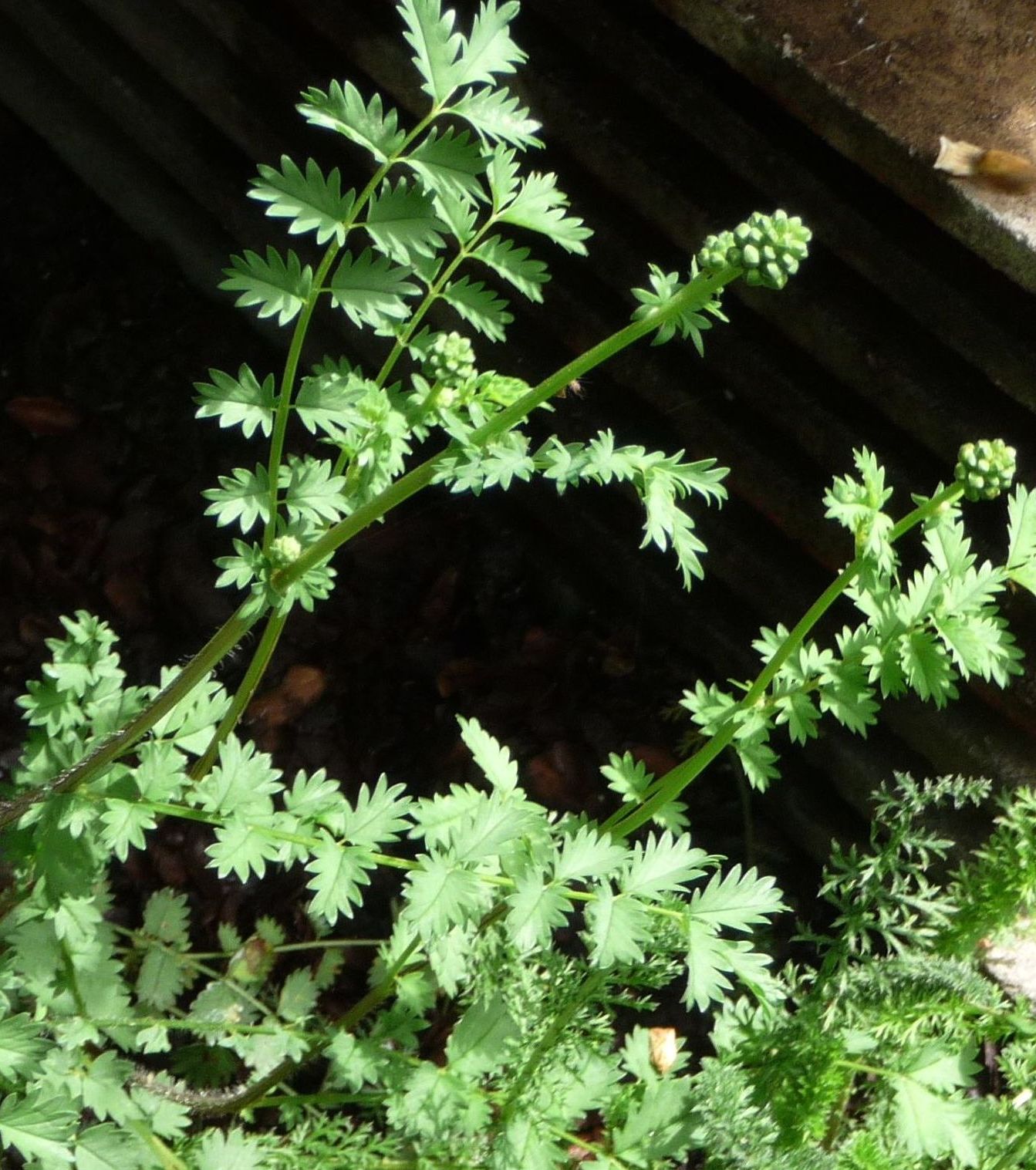 WSalad Burnet in wildflower square