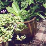 WViper's Bugloss and Teasel foliage in Ali Baba pot,  June 2008.