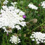 WWild Carrot flowerheads with Bee or Hoverfly, Gillespie Park