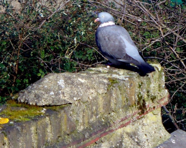 Woodpigeon Portrait winter 2012