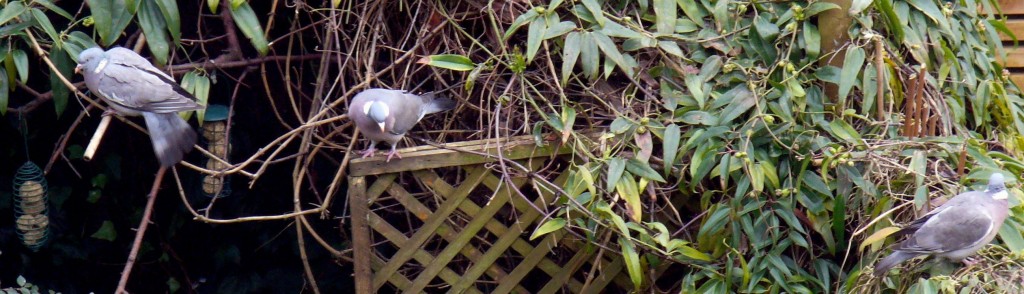 Woodpigeon trio winter 2012