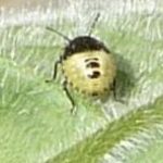 Woundwort Shieldbug Instar