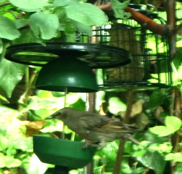 XBirds - Starling on swinging feeder, foliage and trellis