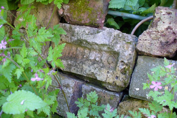 Herb Robert growing round the brick wall