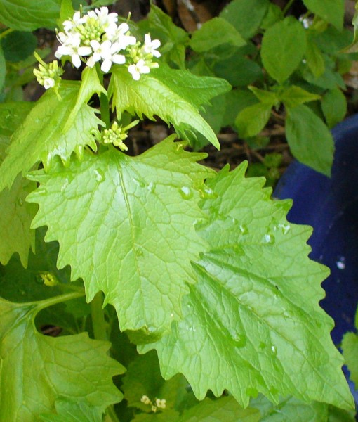 garlic mustard