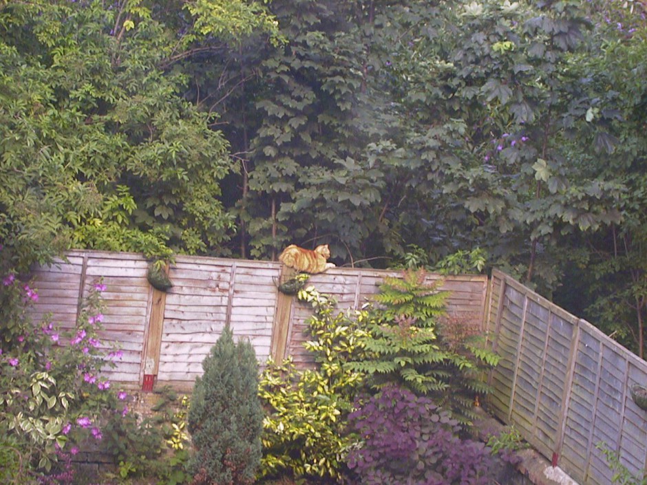 MR WONDERFUL ON NEIGHBOUR'S FENCE, WOODLAND BEHIND