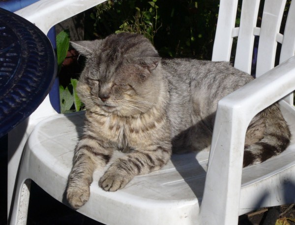 tig in sun on white gdn chair by blue table