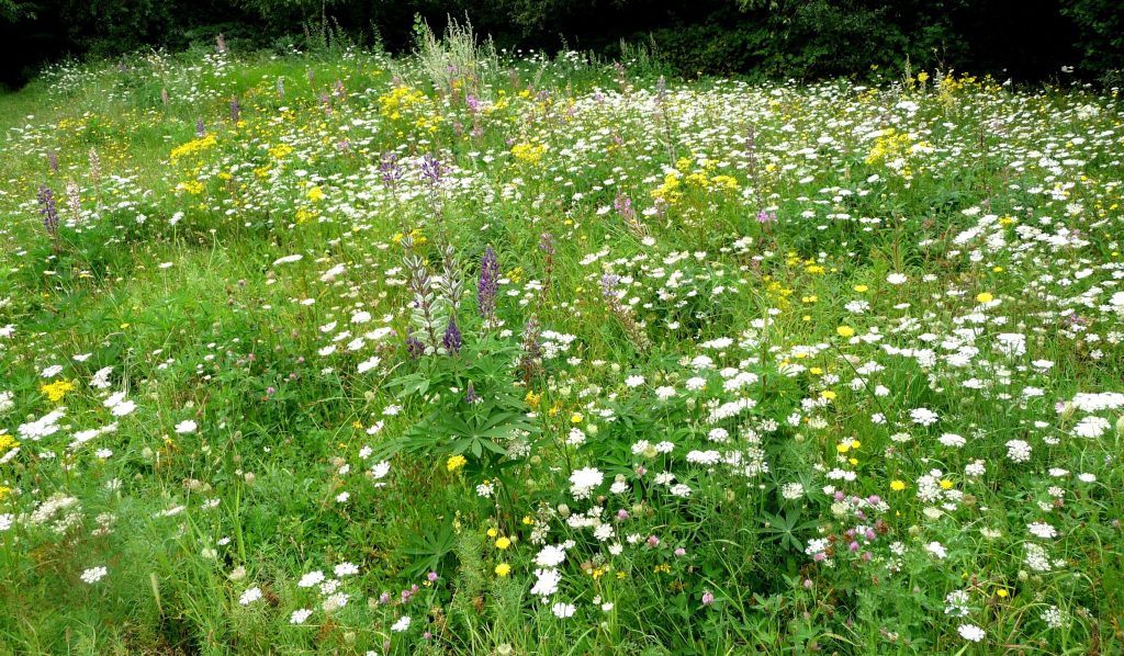 web Gillespie Park Fl - flower meadow