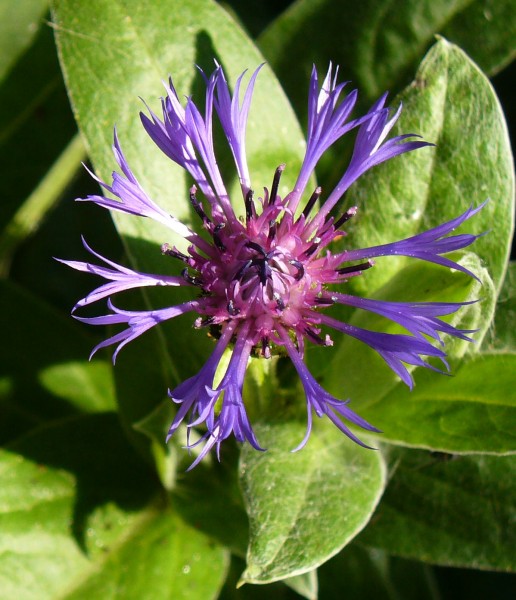 web July centaurea montana