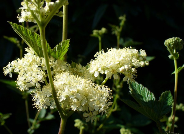 web July meadowsweet crop