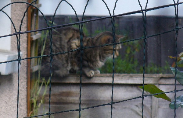 web - cropTabby cat on 41's fence