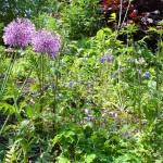 web eyelevel planting behind cntre, alliums and aquilegia