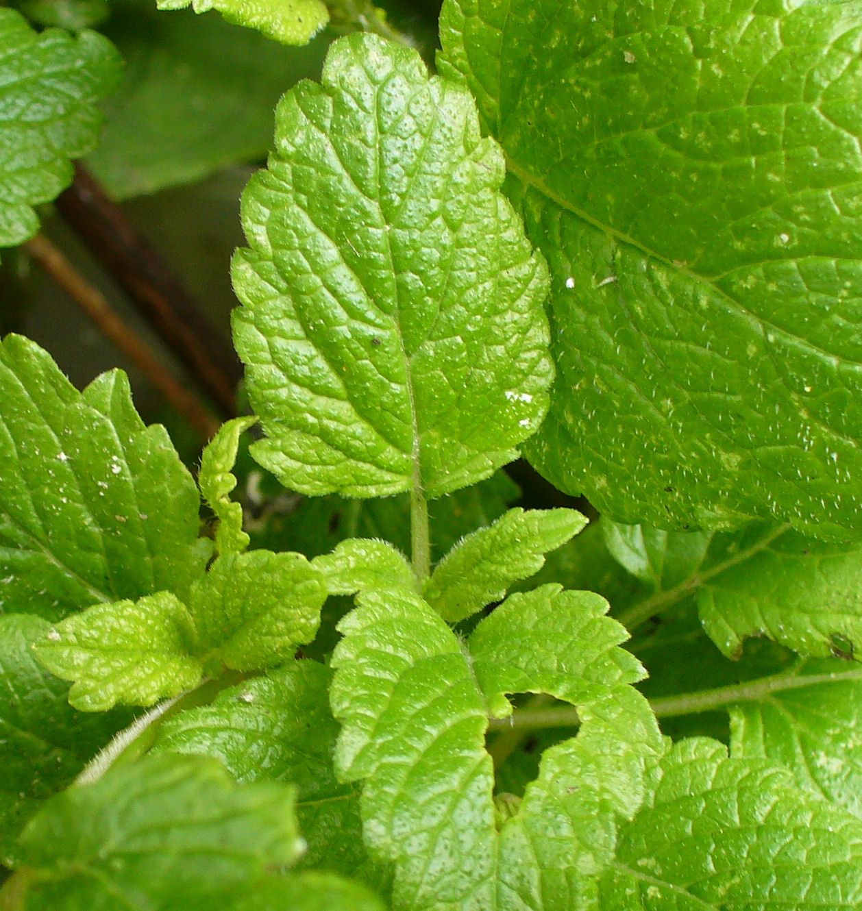 web - moroccan mint with bite out of leaf