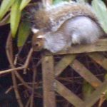 xSquirrel - with blanket of tail two