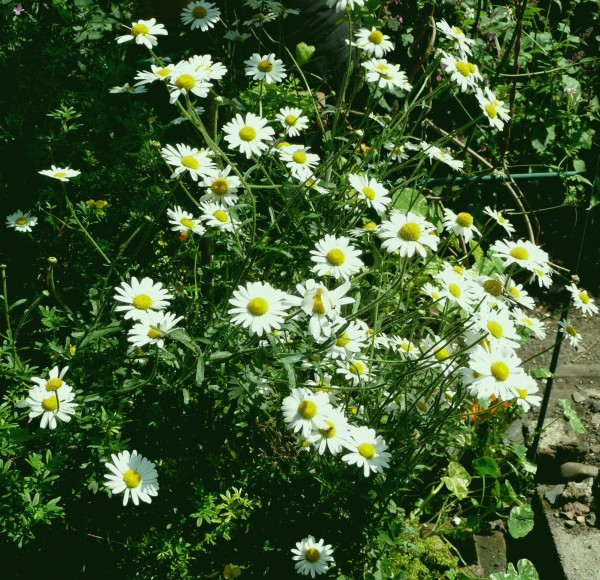 xWOxeye Daisies~