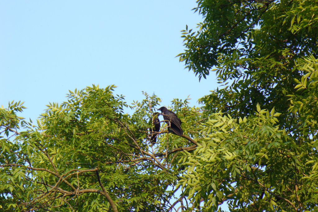 Crows, parenting in the Ash