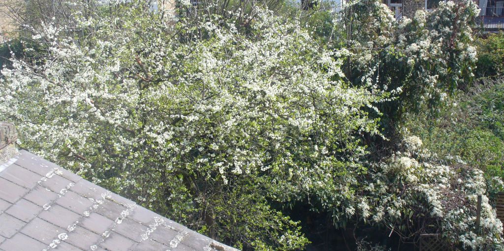 Damson and Clematis Armandii in flower